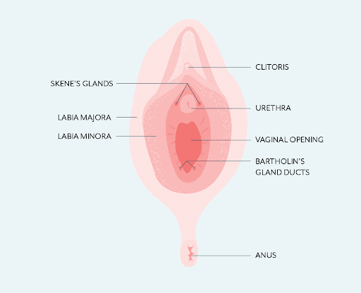 Αυτή η απεικόνιση ενός κόλπου δείχνει τους αγωγούς του αδένα Bartholin και τους αδένες του Skene, που είναι υπεύθυνοι για την εκσπερμάτιση ή τη γυναικεία εκσπερμάτιση.